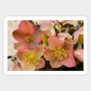 Hellebore Galore Sticker